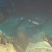 Des scientifiques jettent une vache dans les profondeurs de la mer de Chine et découvrent 8 invités inattendus pour le festin