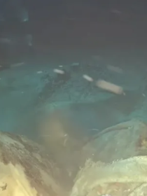 Des scientifiques jettent une vache dans les profondeurs de la mer de Chine et découvrent 8 invités inattendus pour le festin