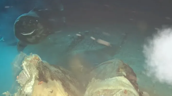 Des scientifiques jettent une vache dans les profondeurs de la mer de Chine et découvrent 8 invités inattendus pour le festin