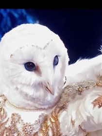 Mask Singer : fin de l'aventure pour la Chouette, un chanteur belge aux plus de 20 millions de disques vendus