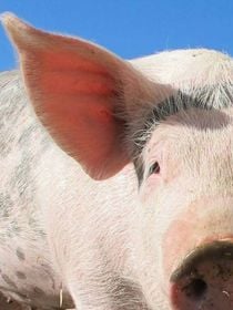 Le premier "porc infini" est servi dans les restaurants : du vrai bacon issu d'un cochon vivant
