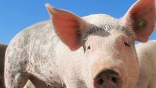 Le premier "porc infini" est servi dans les restaurants : du vrai bacon issu d'un cochon vivant