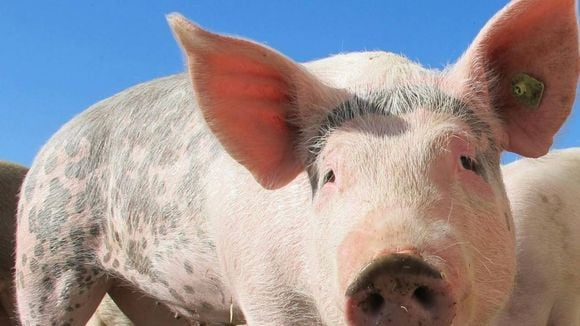 Le premier "porc infini" est servi dans les restaurants : du vrai bacon issu d'un cochon vivant