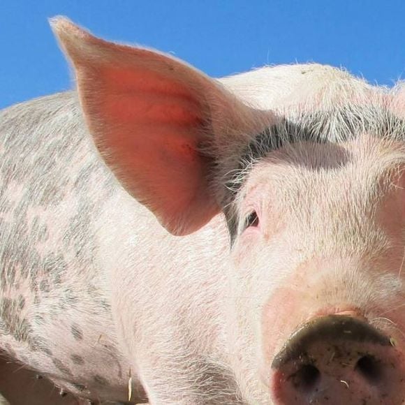Le premier "porc infini" est servi dans les restaurants : du vrai bacon issu d'un cochon vivant