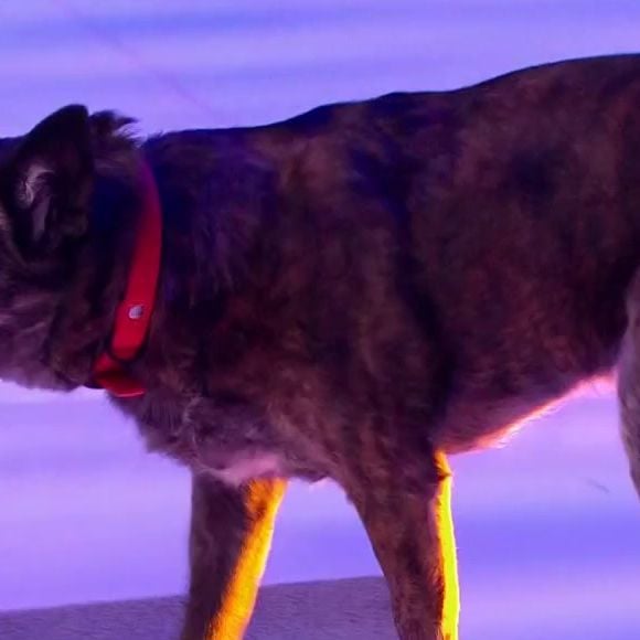 Ce lundi 20 janvier 2025, Zette est venue sur le plateau des 12 Coups de midi avec son chien !