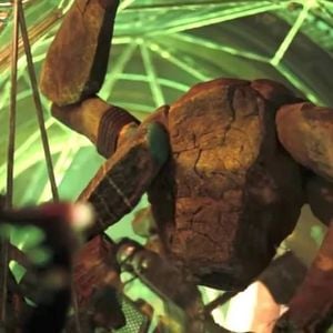 Rocky dans Projet Dernière Chance