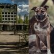 Digne d'un film de science-fiction : La génétique des chiens vivant autour de Tchernobyl est en train de changer... Et ce n'est peut-être pas à cause des radiations !