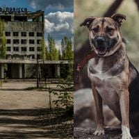 Digne d'un film de science-fiction : La génétique des chiens vivant autour de Tchernobyl est en train de changer... Et ce n'est peut-être pas à cause des radiations !