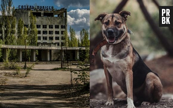 Le patrimoine génétique des chiens qui vivent près de la centrale de Tchernobyl est en train de changer.