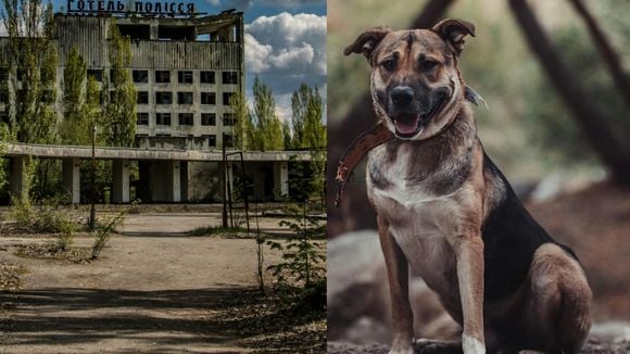 Digne d'un film de science-fiction : La génétique des chiens vivant autour de Tchernobyl est en train de changer... Et ce n'est peut-être pas à cause des radiations !