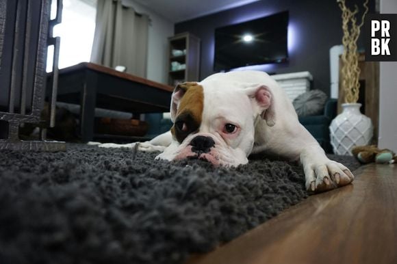 Protéger son chien face à la canicule