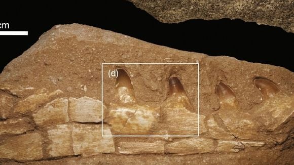 Digne d'un film de science-fiction : la science est en alerte suite à la découverte d'un monstre marin dans une mine marocaine