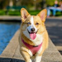 Comment protéger mon animal face à la canicule ? Ces solutions simples et efficaces