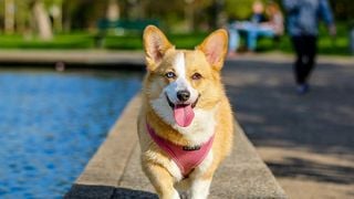 Comment protéger mon animal face à la canicule ? Ces solutions simples et efficaces