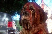 bande-annonce de Cujo