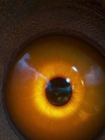 C'est le premier film de 2026 à dépasser le milliard de dollars de recettes, mais il est introuvable en streaming en France (pour l'instant)