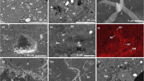 Digne d'un film de science-fiction : de la vie retrouvée dans un échantillon de l'astéroïde Ryugu !