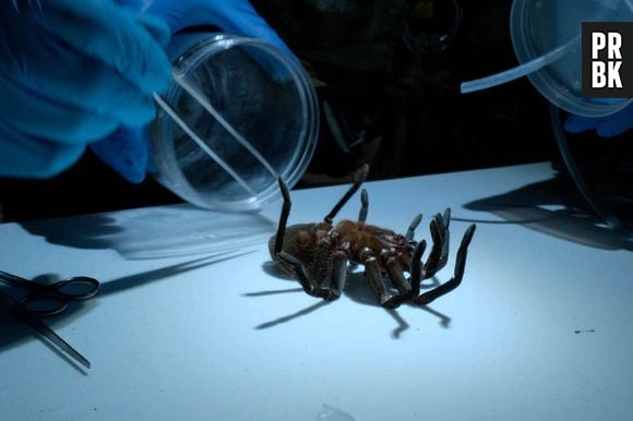 La tarentule passée entre les mains de Will Smith dans Pole to Pole