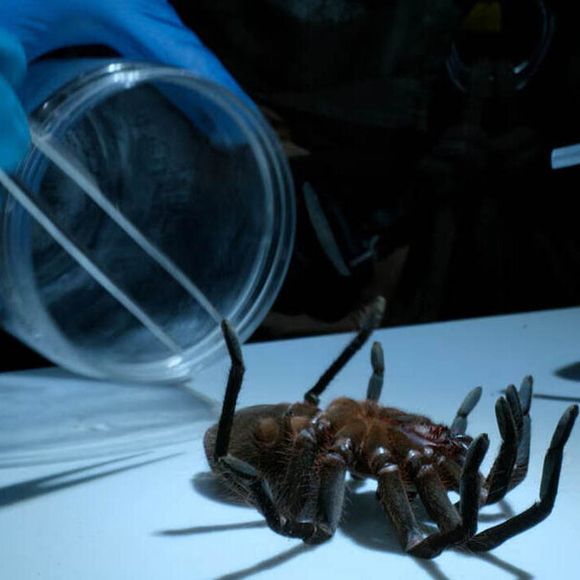 La tarentule passée entre les mains de Will Smith dans Pole to Pole