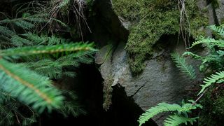 Digne d'un film de science-fiction : ces animaux se sont glissés dans une grotte, ont mangé des chauves-souris et sont en train de muter en une nouvelle espèce