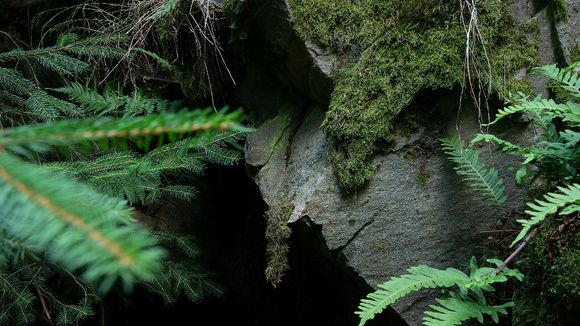 Digne d'un film de science-fiction : ces animaux se sont glissés dans une grotte, ont mangé des chauves-souris et sont en train de muter en une nouvelle espèce